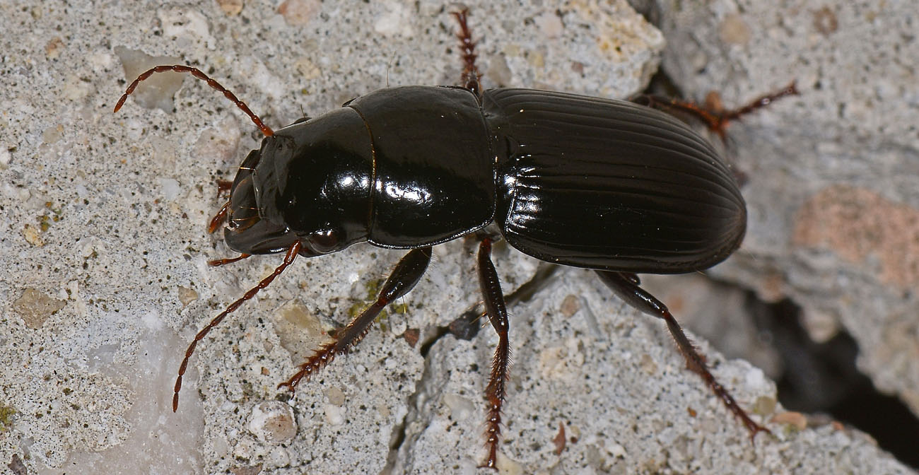 Carabidae: Acinopus picipes